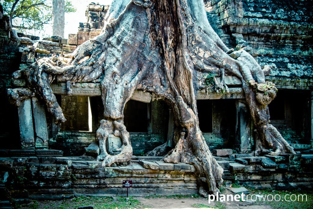 Tree roots hug the ruins at Preah Kahn, Angkor, Siem Reap, Cambodia, 2018