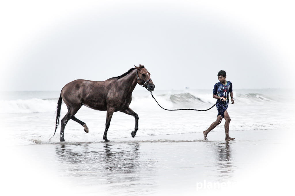 A horse leaves the sea at Khuk Khak beach, Khao Lak, Phan Nga Province, Thailand, 2018