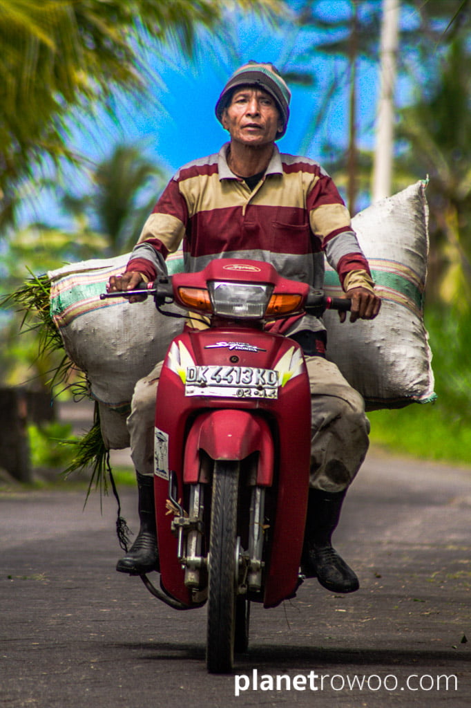 A Balinese farmer transports a sack of rice stalks on his motorcycle, Ubud, Bali, Indonesia, 2017