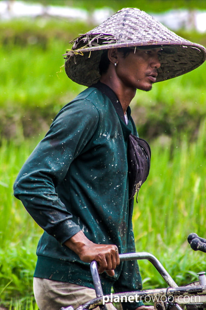 Balinese rice field worker in the rice fields of Ubud, Bali, Indonesia, 2017